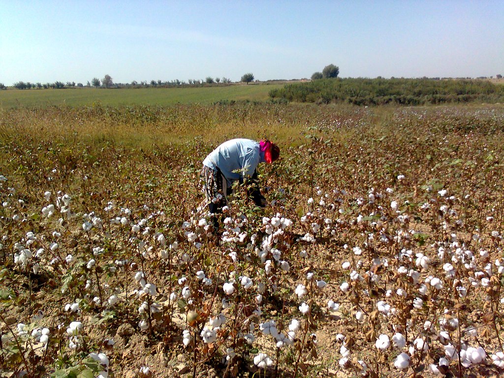 Baumwollanbau in Usbekistan