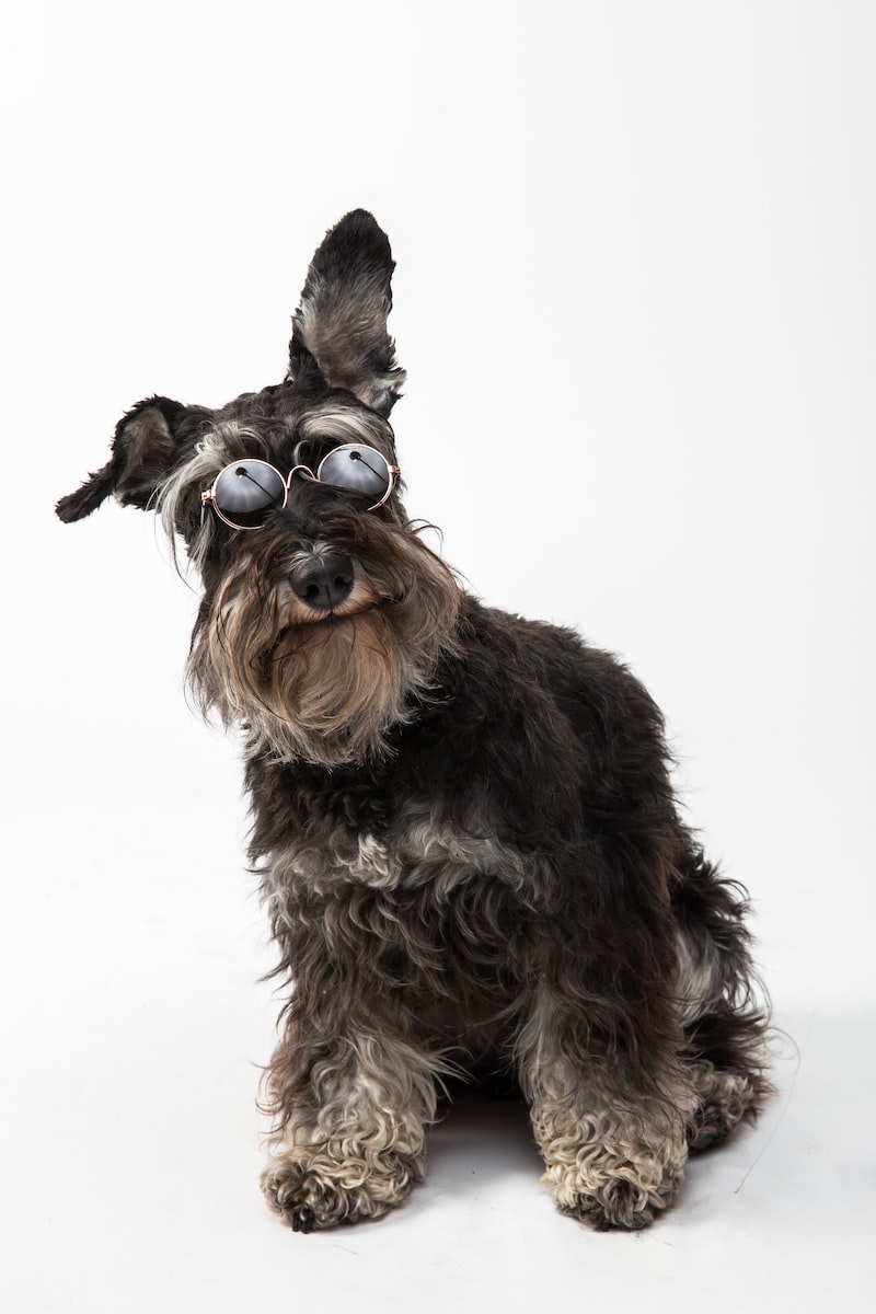 black and brown long coated small sized dog wearing brown sunglasses