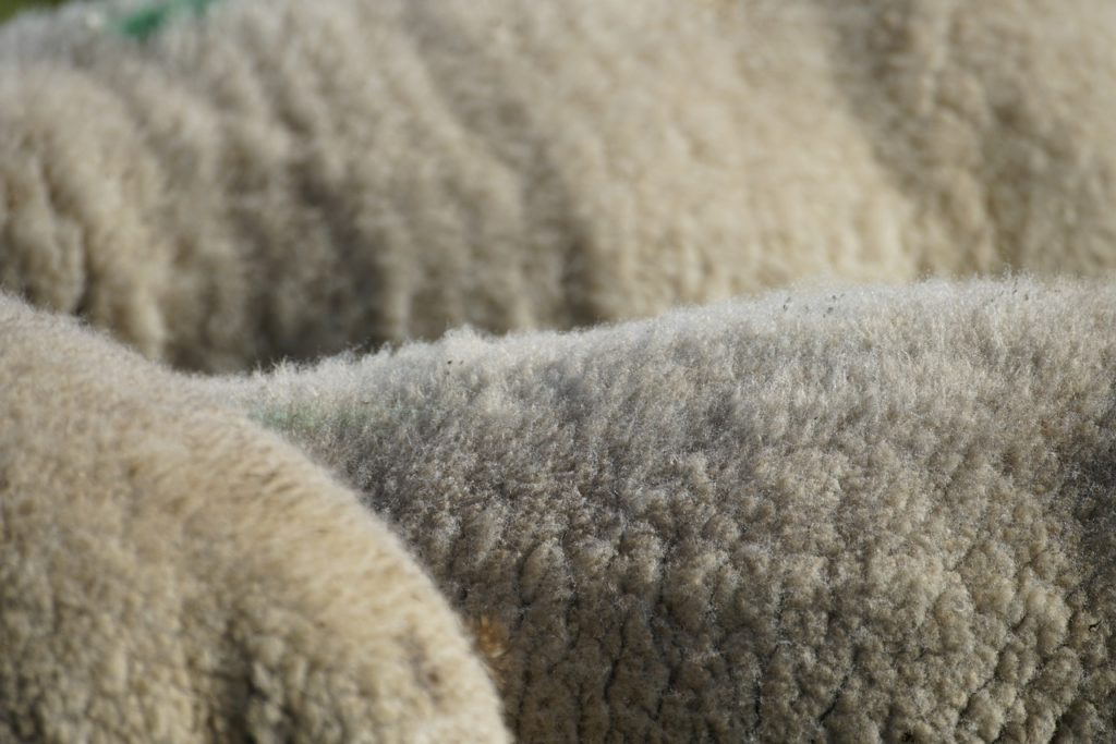 wool, sheep, white