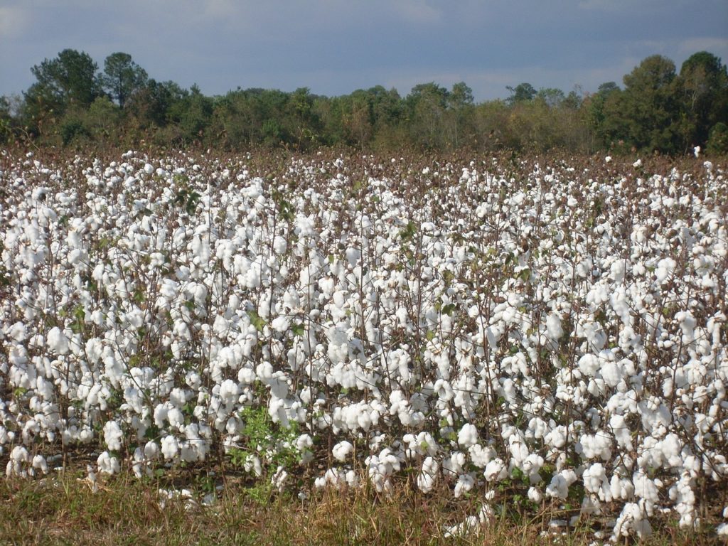 cotton, field, plant