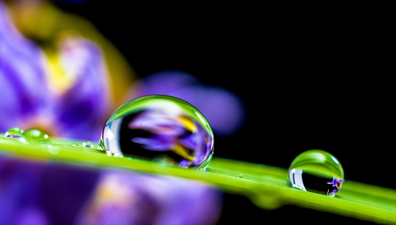 drop of water, drip, leaf