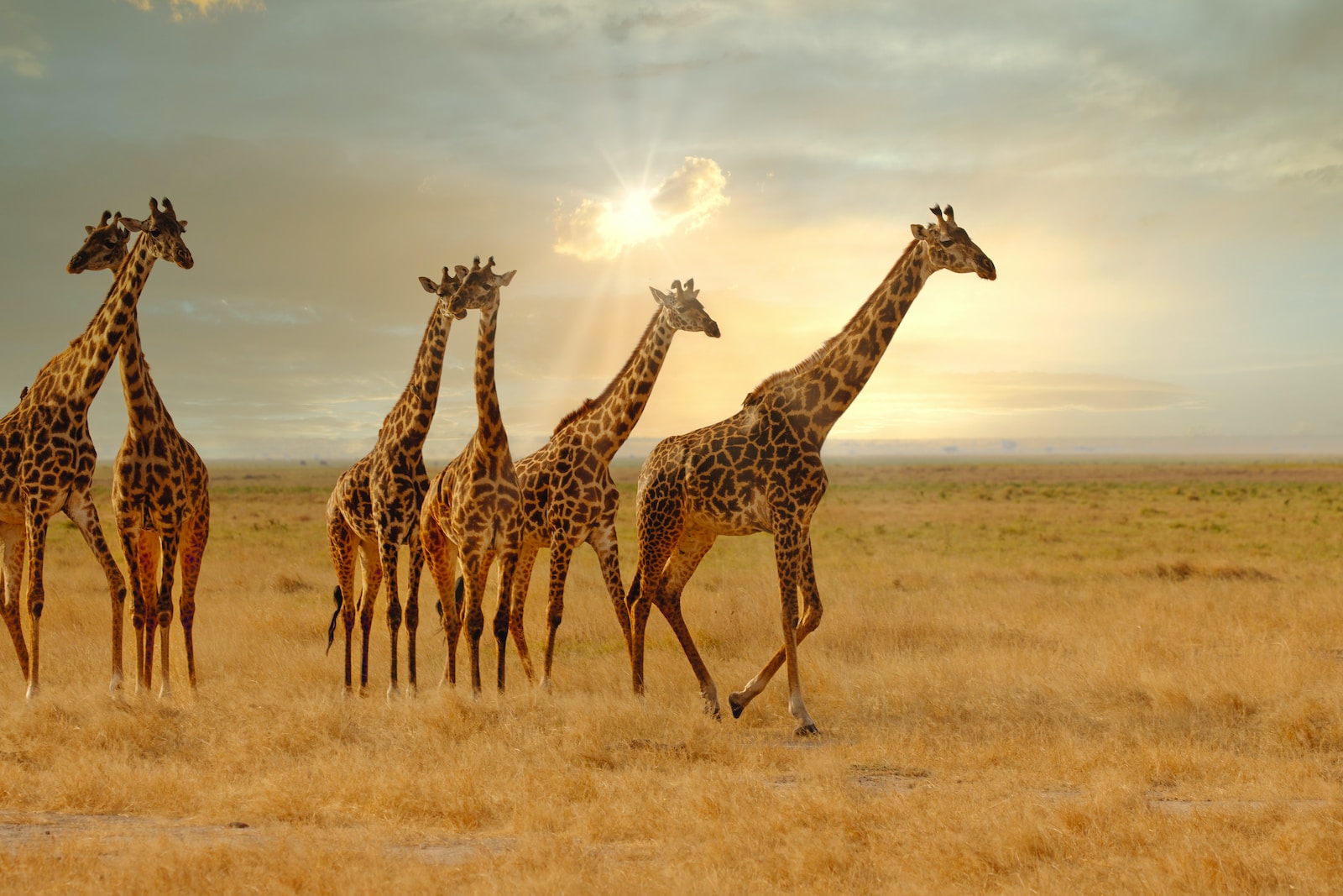 a group of giraffes walking in a field