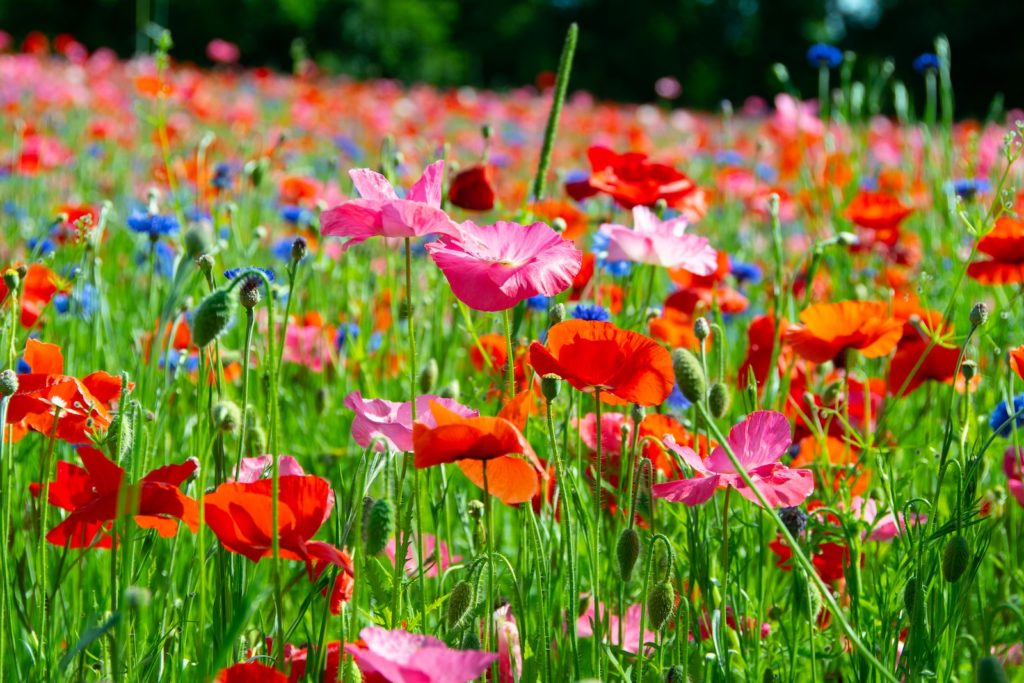 bed of red and pink poppies