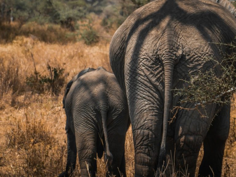 an adult elephant and a baby elephant walking through a field