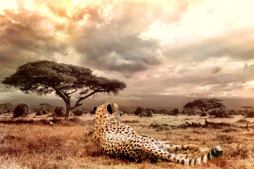 cheetah, big cat, wildlife