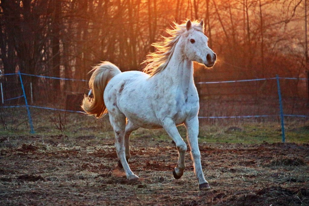 horse, gallop, paddock