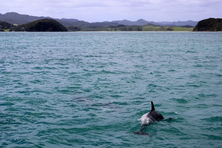 sea, dolphin, marine mammals