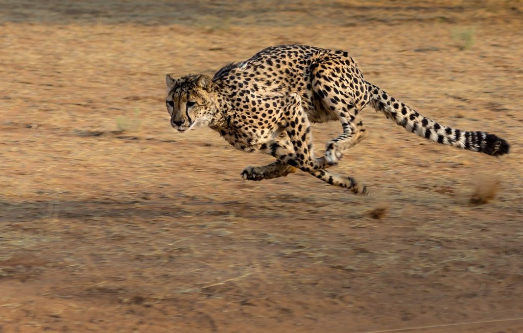 cheetah, africa, namibia