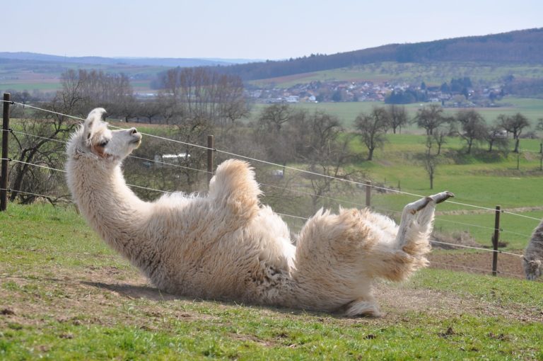 lama, alpaca, hairy