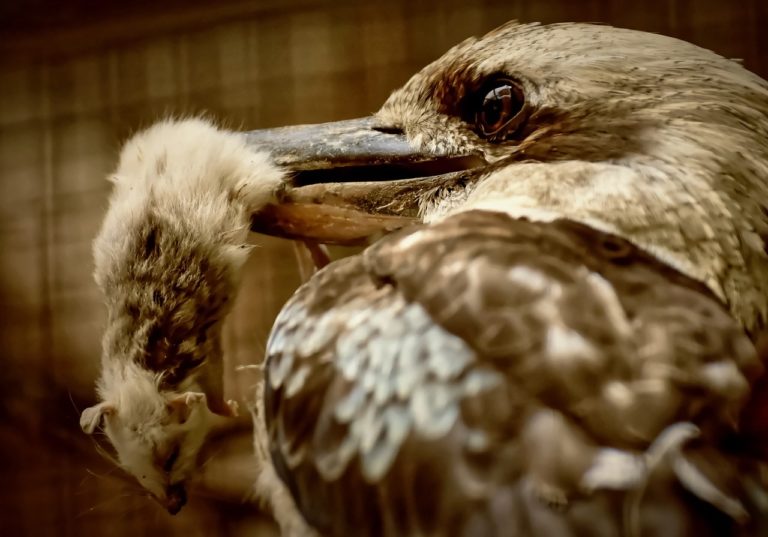 lachender hans, kookaburra, jaegerliest