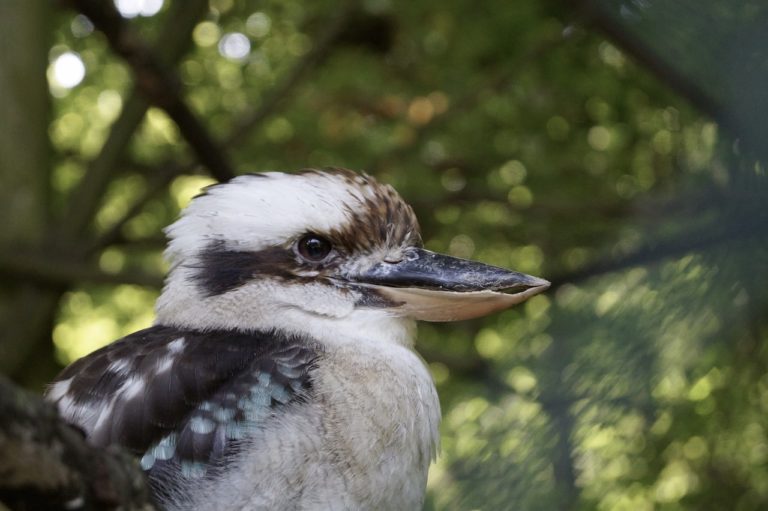 lachender hans, bird, zoo