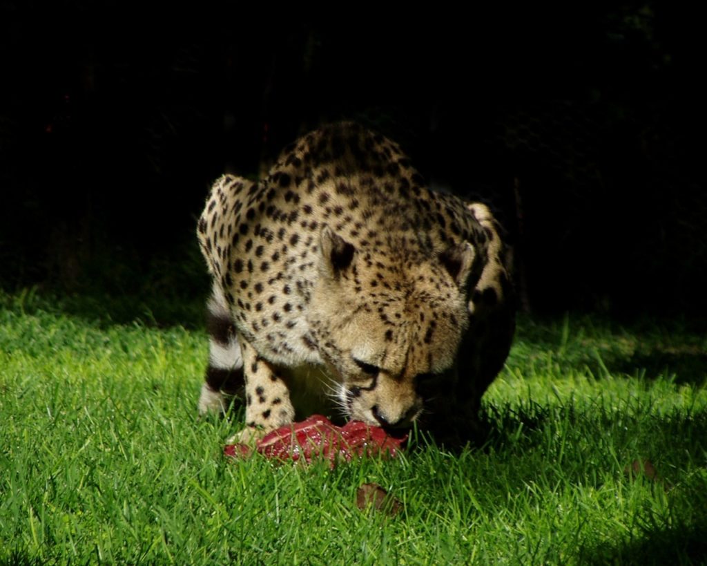 cheetah, africa, predator