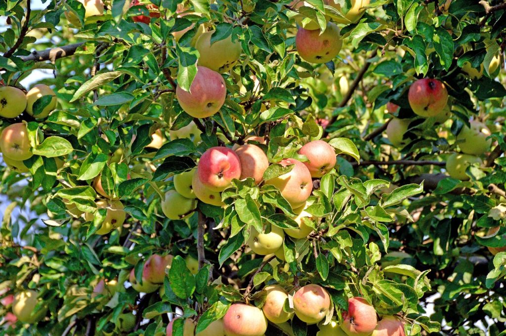 apfelbaum, appletree, obst