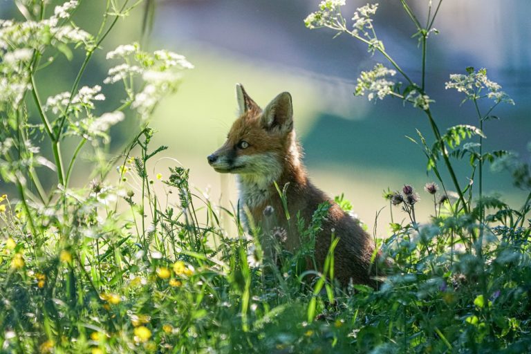 fox, mammal, animal