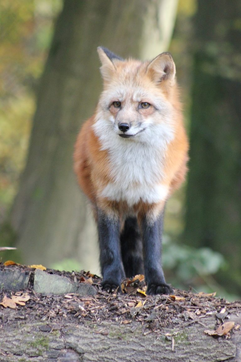 red fox, animal, farm fox