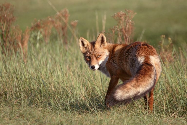 fox, red fox, fuchs