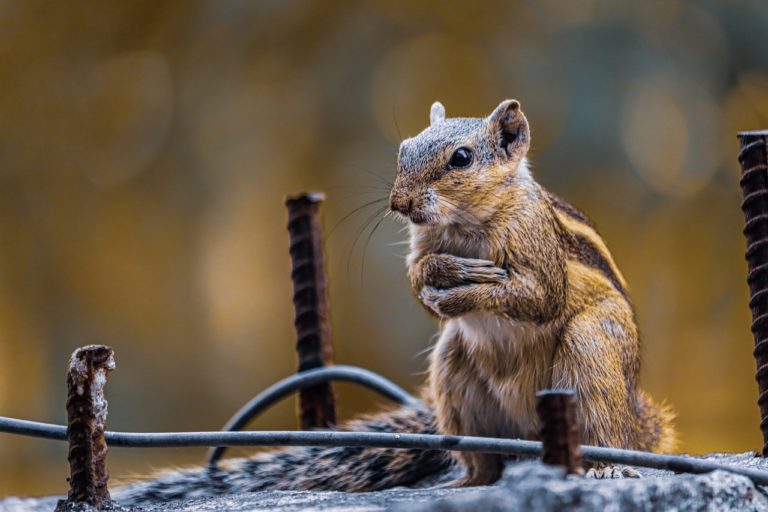 chipmunk, animal, rodent