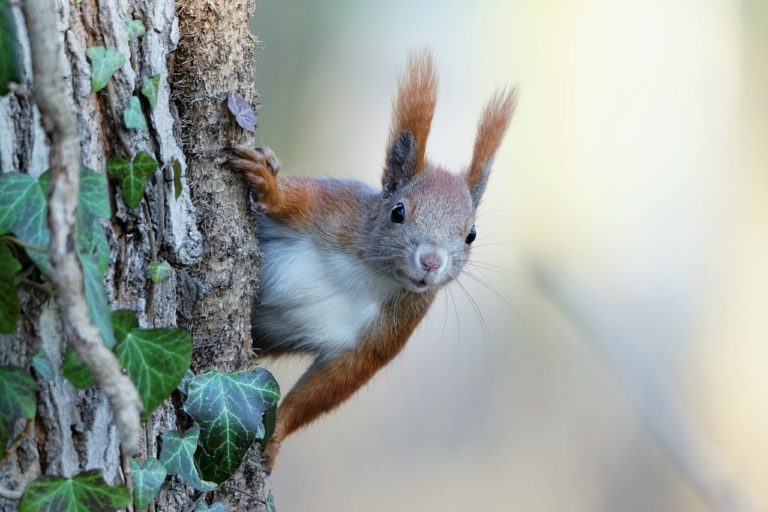 squirrel, rodent, wildlife