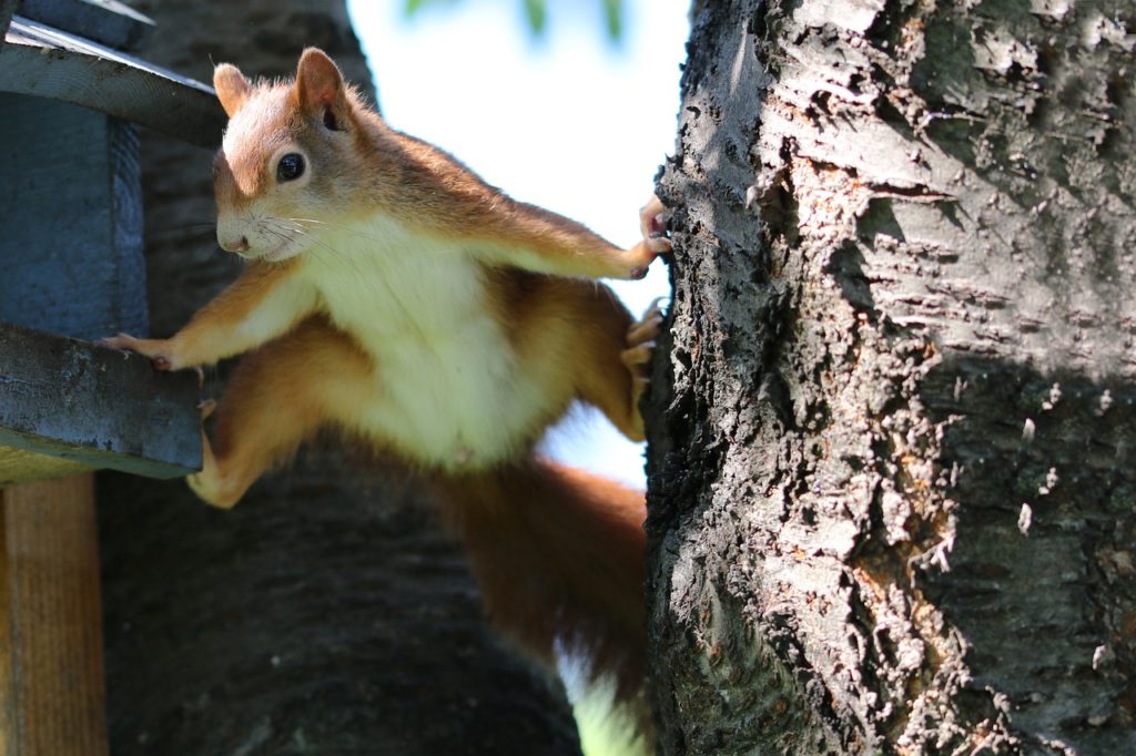 squirrel, nature, rodent