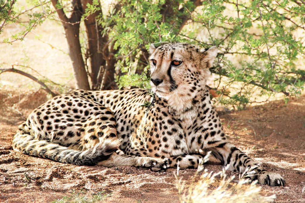 cheetah, africa, namibia