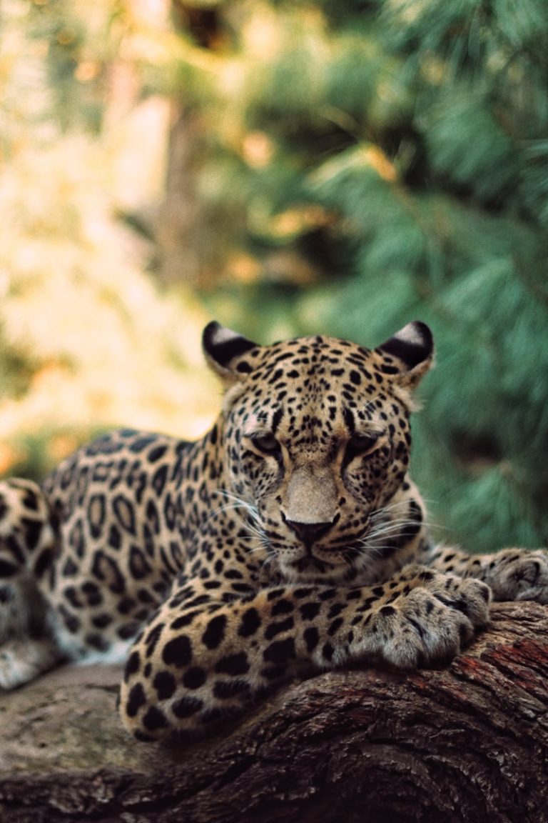 A leopard laying on top of a tree branch