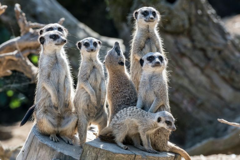 a group of meerkats standing on top of a tree stump