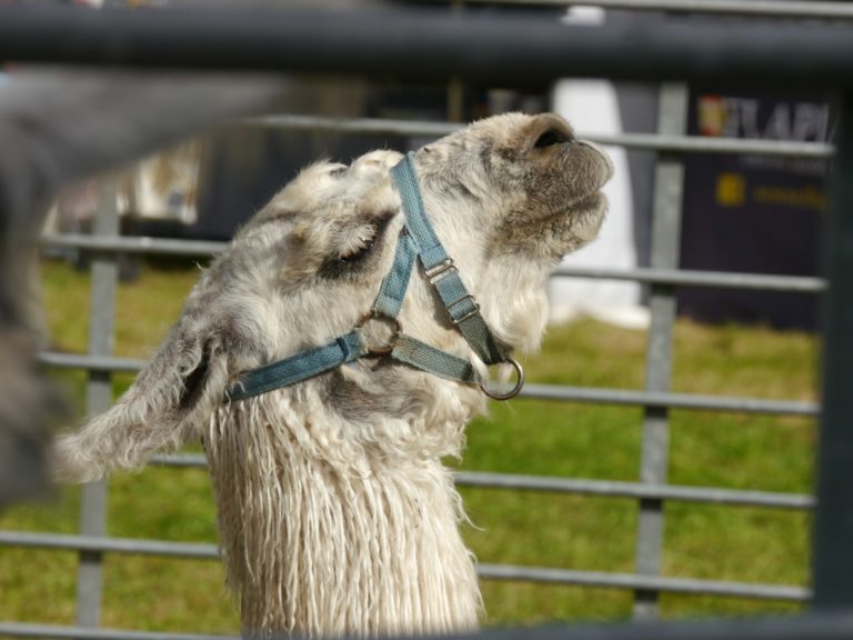 A close up of a llama behind a fence