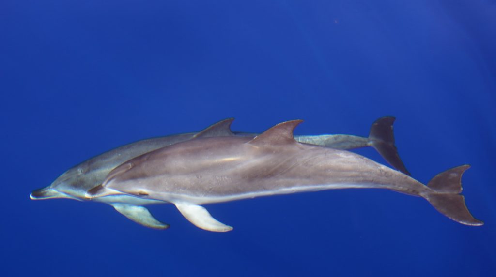 A dolphin swimming in the ocean with its mouth open