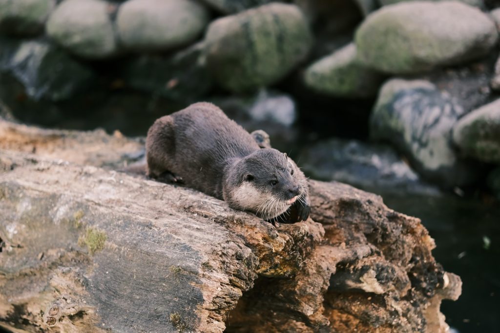 a small animal sitting on top of a rock