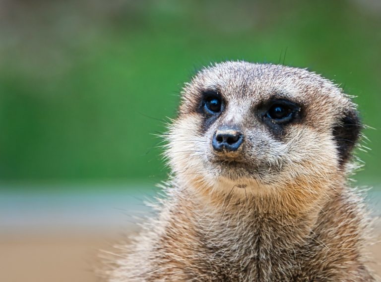 a close up of a meerkat looking at the camera