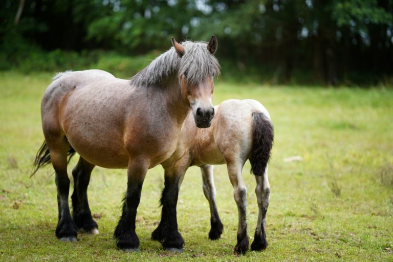 a couple of horses standing on top of a lush green field