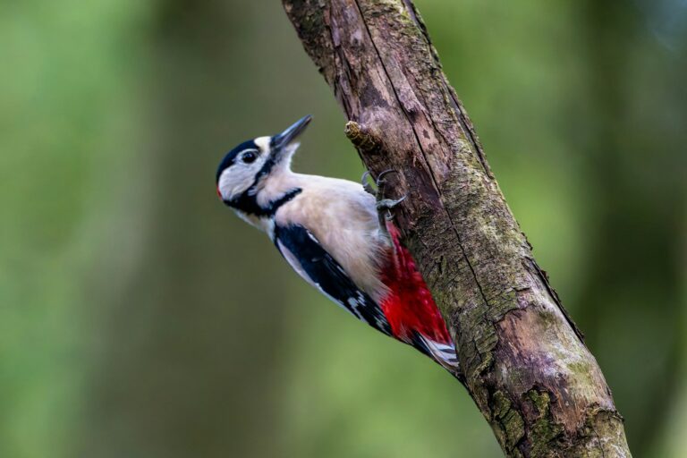 A bird is perched on a tree branch