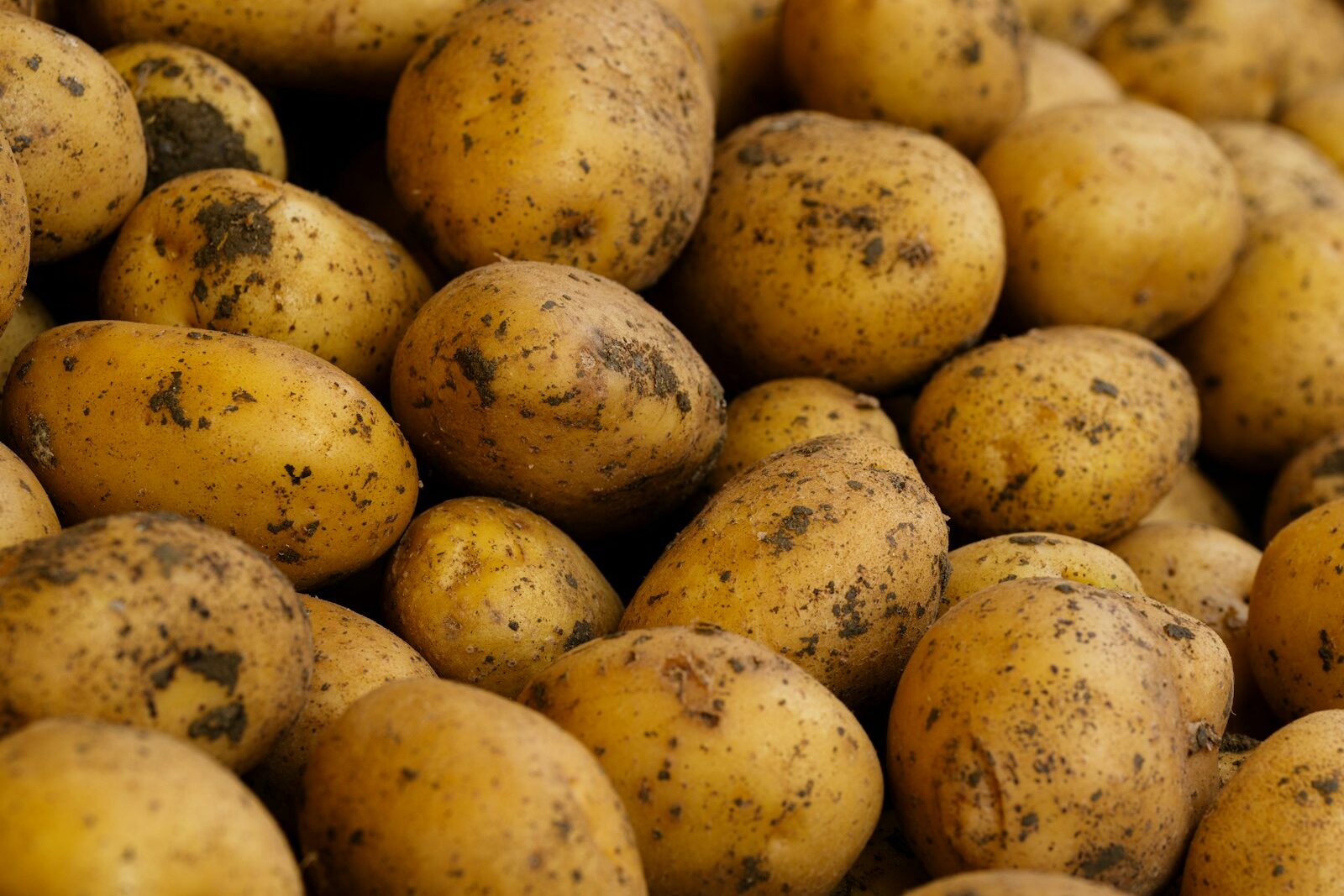a pile of potatoes with dirt on them