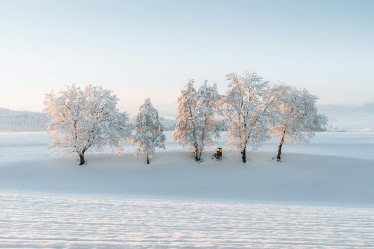 A snow covered field with trees in the distance