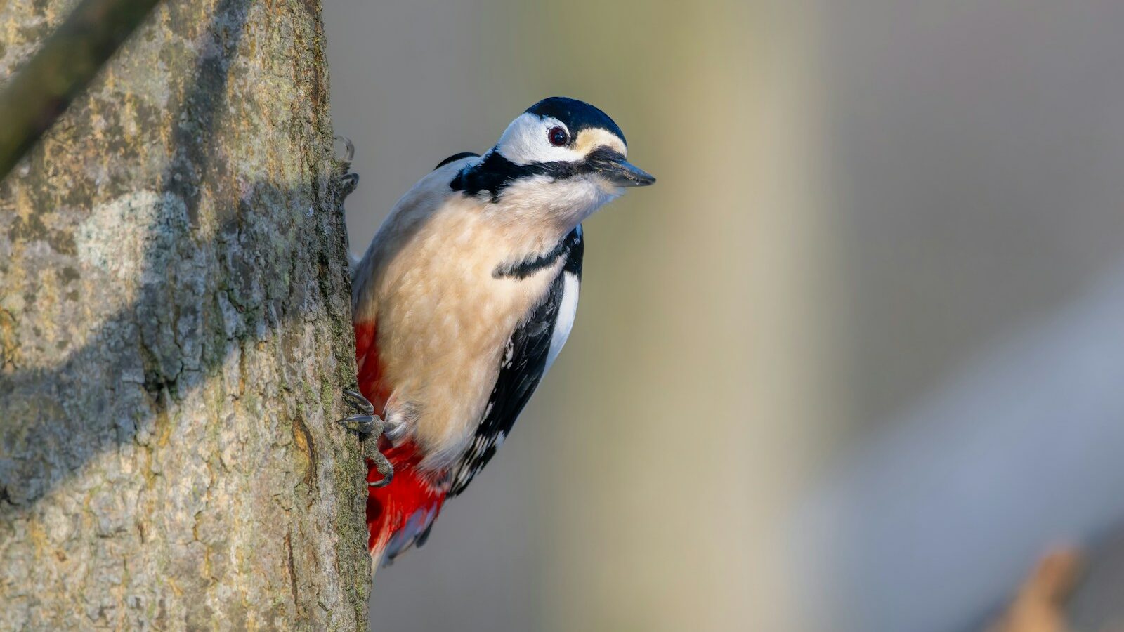 A bird perched on the side of a tree