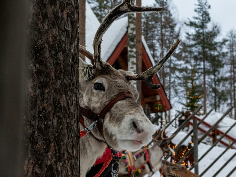 A reindeer wearing a harness standing next to a tree